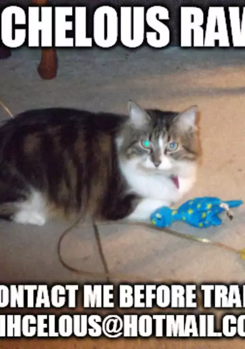 Iwanai to, wakarimasen.