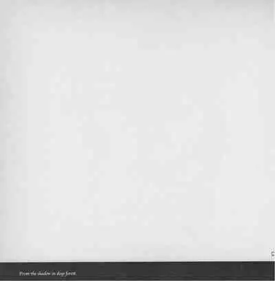 深い森の影から